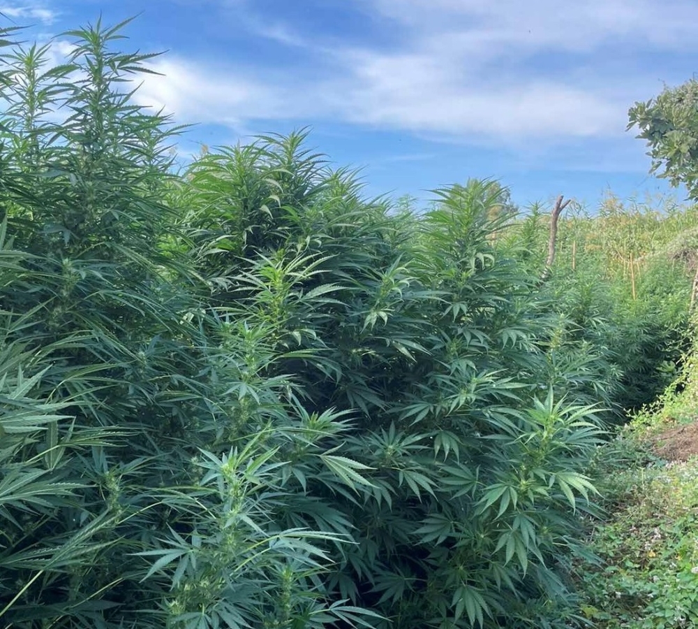 &Chi;&alpha;&sigma;&iota;&sigma;&omicron;&phi;&upsilon;&tau;&epsilon;ί&alpha; &xi;&epsilon;&sigma;&kappa;&epsilon;&pi;ά&sigma;&tau;&eta;&kappa;&epsilon; &sigma;&epsilon; &epsilon;&rho;&eta;&mu;&iota;&kappa;ή &tau;&omicron;&pi;&omicron;&theta;&epsilon;&sigma;ί&alpha; &tau;&omicron;&upsilon; &Delta;. &Epsilon;&upsilon;&rho;ώ&tau;&alpha;