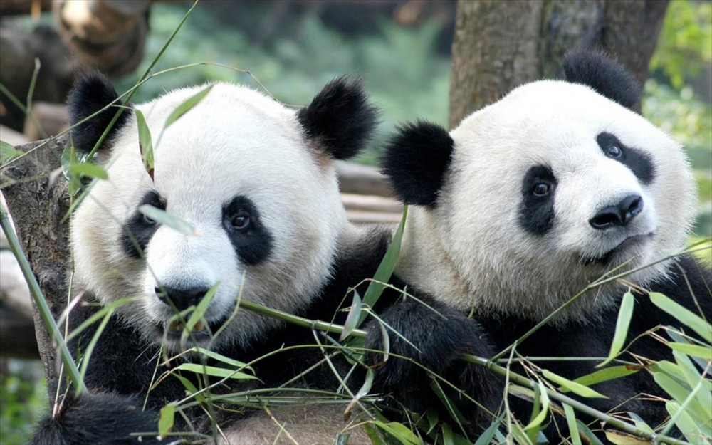 &Tau;&alpha; &pi;ά&nu;&tau;&alpha;, &pi;&alpha;&nu;&tau;&omicron;&tau;&iota;&nu;ά: &Epsilon;&kappa;&tau;ό&sigmaf; &tau;&eta;&sigmaf; &lambda;ί&sigma;&tau;&alpha;&sigmaf; &tau;&omega;&nu; &alpha;&pi;&epsilon;&iota;&lambda;&omicron;ύ&mu;&epsilon;&nu;&omega;&nu; &epsilon;&iota;&delta;ώ&nu; &eta; &epsilon;&theta;&nu;&iota;&kappa;ή &mu;&alpha;&sigma;&kappa;ό&tau; &tau;&eta;&sigmaf; &Kappa;ί&nu;&alpha;&sigmaf;