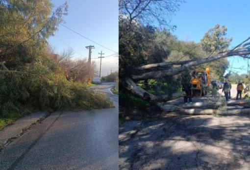 Τα πήραν και τα έριξαν οι άνεμοι στον Δ. Σπάρτης (ΦΩΤΟ)