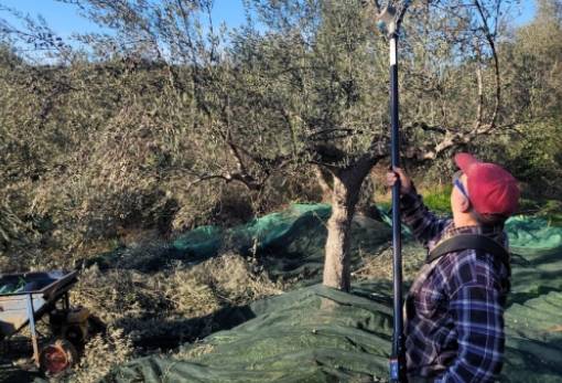 Μόχθος στο χωράφι για τον «χρυσό» της Λακωνίας (VIDEO)