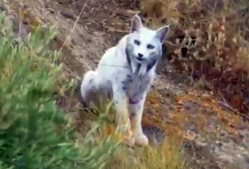 Το «Λευκό Φάντασμα» του μεσογειακού δάσους για πρώτη φορά στον φακό