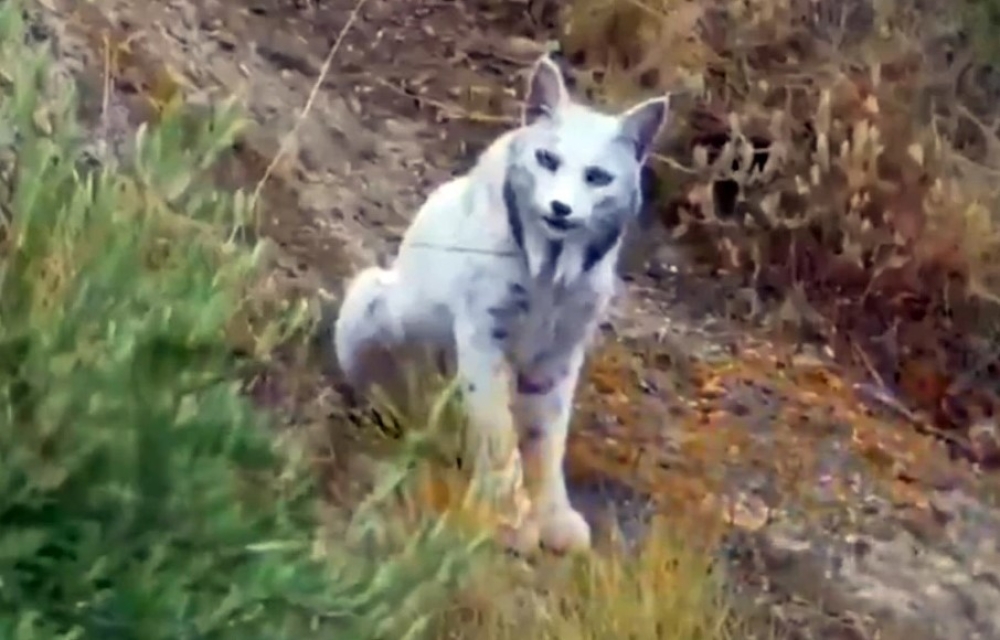 &Tau;&omicron; &laquo;&Lambda;&epsilon;&upsilon;&kappa;ό &Phi;ά&nu;&tau;&alpha;&sigma;&mu;&alpha;&raquo; &tau;&omicron;&upsilon; &mu;&epsilon;&sigma;&omicron;&gamma;&epsilon;&iota;&alpha;&kappa;&omicron;ύ &delta;ά&sigma;&omicron;&upsilon;&sigmaf; &gamma;&iota;&alpha; &pi;&rho;ώ&tau;&eta; &phi;&omicron;&rho;ά &sigma;&tau;&omicron;&nu; &phi;&alpha;&kappa;ό