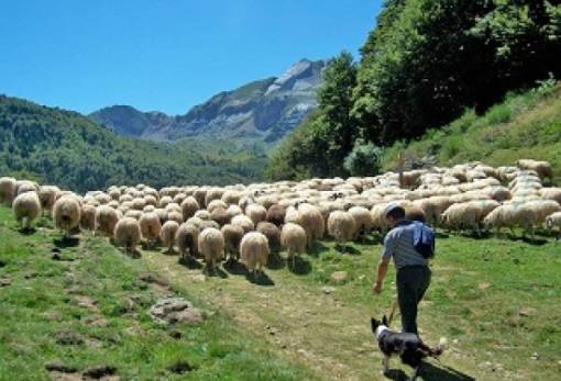 Διημερίδα για τη μετακινούμενη κτηνοτροφία  στον Αγ. Πέτρο Κυνουρίας