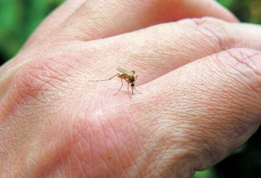 Ιός Δυτικού Νείλου: Πρώτο κρούσμα στην Ελλάδα για το 2024