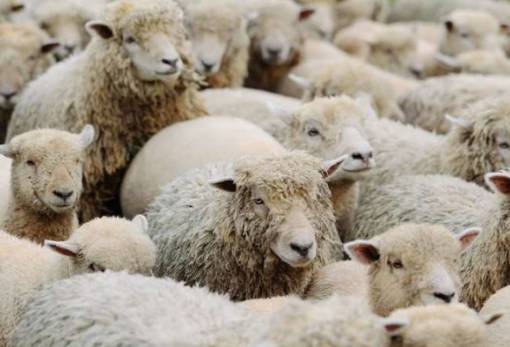 Ευλογιά αιγοπροβάτων: Γιατί ο εμβολιασμός δεν είναι «εύκολη λύση»