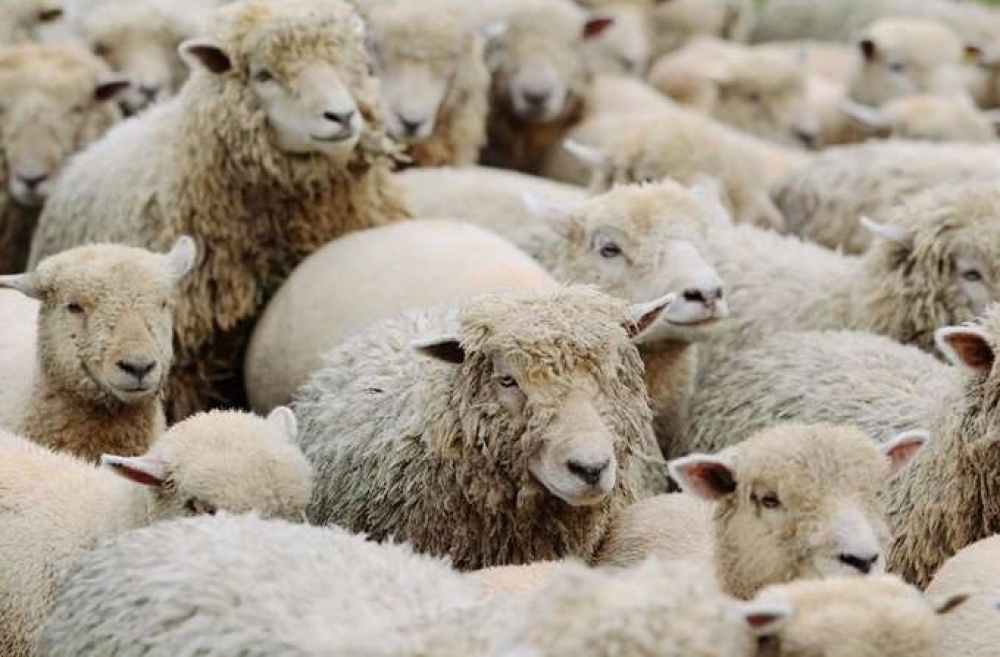 &Epsilon;&upsilon;&lambda;&omicron;&gamma;&iota;ά &alpha;&iota;&gamma;&omicron;&pi;&rho;&omicron;&beta;ά&tau;&omega;&nu;: &Gamma;&iota;&alpha;&tau;ί &omicron; &epsilon;&mu;&beta;&omicron;&lambda;&iota;&alpha;&sigma;&mu;ό&sigmaf; &delta;&epsilon;&nu; &epsilon;ί&nu;&alpha;&iota; &laquo;&epsilon;ύ&kappa;&omicron;&lambda;&eta; &lambda;ύ&sigma;&eta;&raquo;