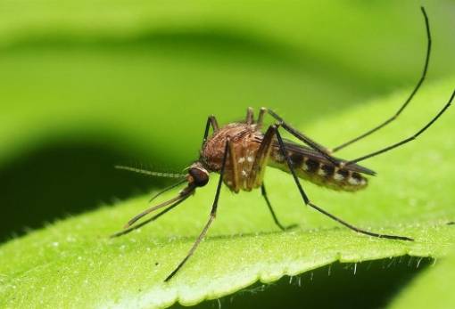 Ιός Δυτικού Νείλου: Ακόμα 10 κρούσματα στην Ελλάδα την τελευταία εβδομάδα