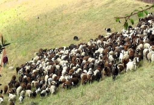 Λιγόστεψαν τα κοπάδια στην Ελλάδα το 2024