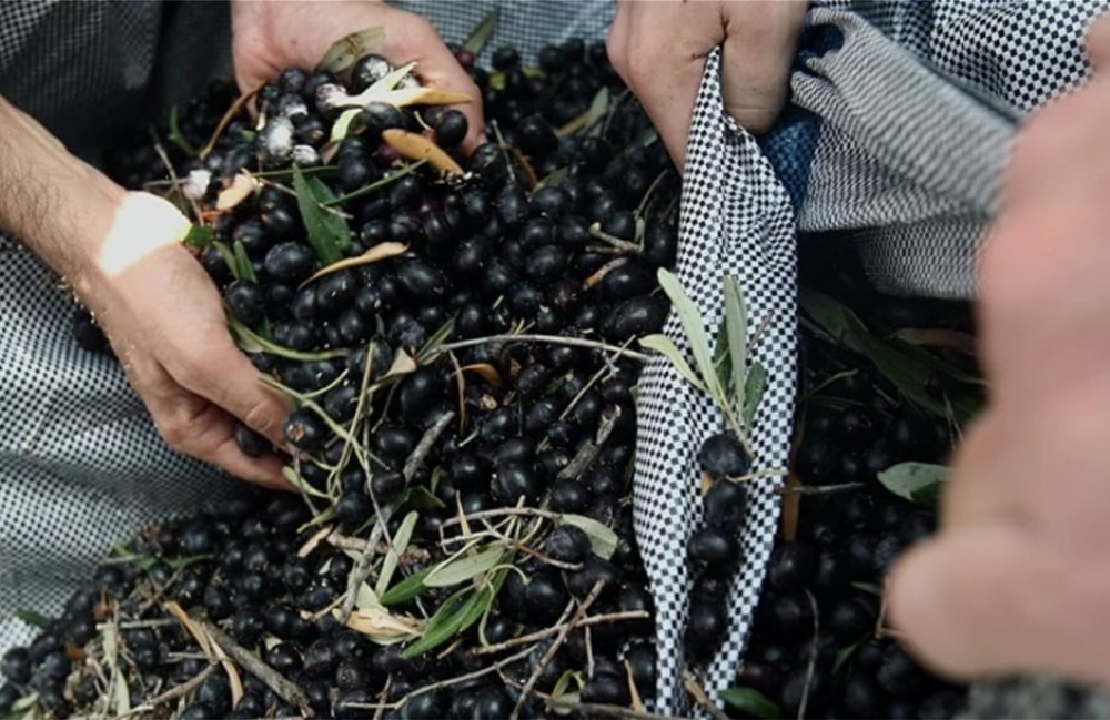 &Zeta;ώ&nu;&epsilon;&sigmaf; &kappa;&alpha;&lambda;&lambda;&iota;έ&rho;&gamma;&epsilon;&iota;&alpha;&sigmaf; &sigma;&epsilon; &Mu;&epsilon;&sigma;&sigma;&eta;&nu;ί&alpha;-&Lambda;&alpha;&kappa;&omega;&nu;ί&alpha; &sigma;&tau;&omicron; &tau;&rho;&alpha;&pi;έ&zeta;&iota; &gamma;&iota;&alpha; &tau;&eta;&nu; &laquo;&Epsilon;&lambda;&iota;ά &Kappa;&alpha;&lambda;&alpha;&mu;ά&tau;&alpha;&sigmaf;&raquo;