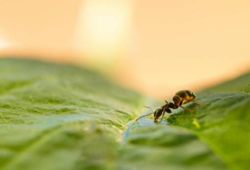 Μυρμήγκια στον κήπο: Το φυσικό υλικό που θα τα διώξει