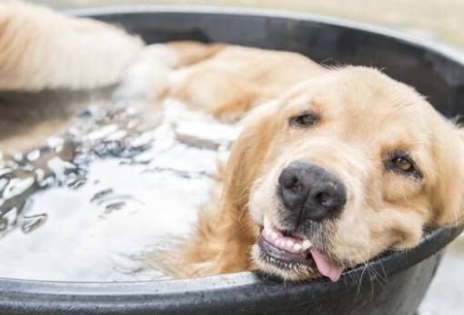 Ο καύσωνας και οι μικροί μας φίλοι: Πώς να προστατεύουμε τα αδέσποτα και τα κατοικίδια