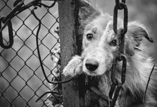 Παπαδιάνικα: Στον εισαγγελέα γιατί παρέβη τη νομοθεσία περί ζώων συντροφιάς