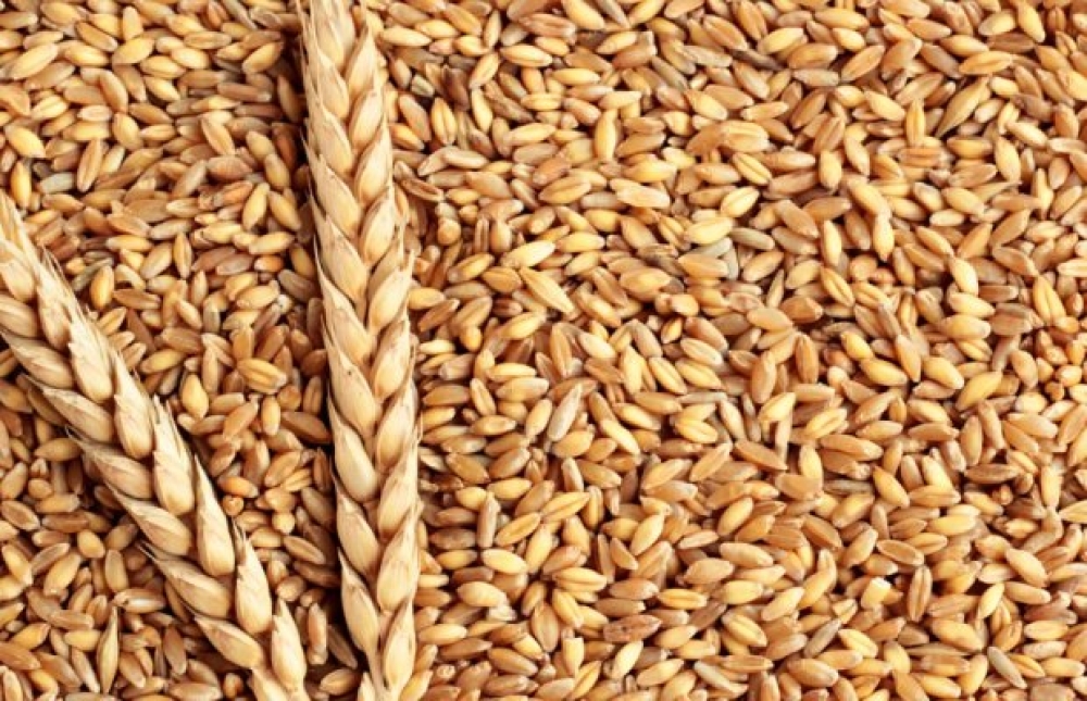 &Tau;&omicron; &Kappa;&alpha;&zeta;&alpha;&kappa;&sigma;&tau;ά&nu; &pi;&rho;ώ&tau;&omicron;&sigmaf; &epsilon;&xi;&alpha;&gamma;&omega;&gamma;έ&alpha;&sigmaf; &sigma;&kappa;&lambda;&eta;&rho;&omicron;ύ &sigma;&iota;&tau;&alpha;&rho;&iota;&omicron;ύ &sigma;&tau;&eta;&nu; &Epsilon;&Epsilon;