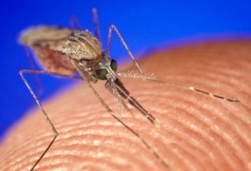 Σήμα κινδύνου για τον δάγκειο πυρετό στέλνει ο ΠΟΥ