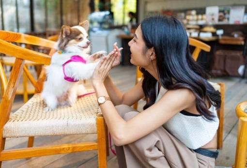 Με τον σκύλο για καφέ και βόλτα