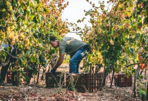 ΚΕΟΣΟΕ: Θα πρέπει να μετακινηθεί ο μεσογειακός αμπελώνας λόγω κλιματικής κρίσης;