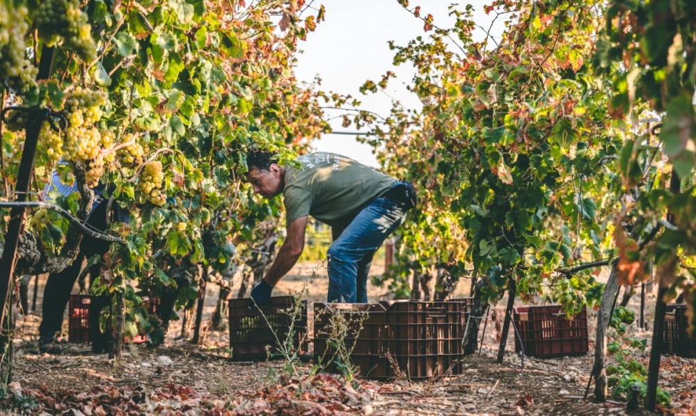 &Kappa;&Epsilon;&Omicron;&Sigma;&Omicron;&Epsilon;: &Theta;&alpha; &pi;&rho;έ&pi;&epsilon;&iota; &nu;&alpha; &mu;&epsilon;&tau;&alpha;&kappa;&iota;&nu;&eta;&theta;&epsilon;ί &omicron; &mu;&epsilon;&sigma;&omicron;&gamma;&epsilon;&iota;&alpha;&kappa;ό&sigmaf; &alpha;&mu;&pi;&epsilon;&lambda;ώ&nu;&alpha;&sigmaf; &lambda;ό&gamma;&omega; &kappa;&lambda;&iota;&mu;&alpha;&tau;&iota;&kappa;ή&sigmaf; &kappa;&rho;ί&sigma;&eta;&sigmaf;;