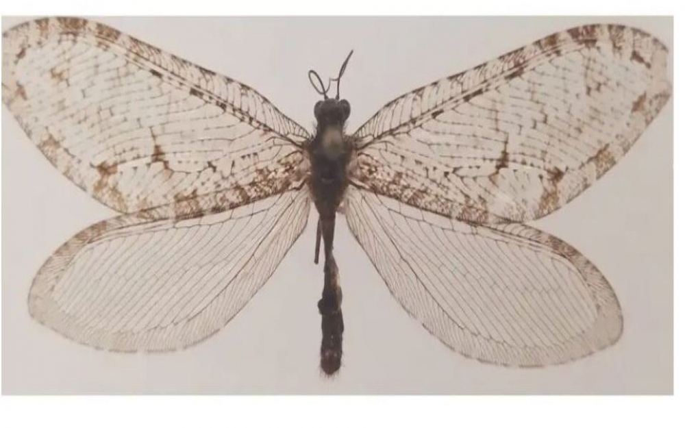 &laquo;&Epsilon;&xi;&alpha;&phi;&alpha;&nu;&iota;&sigma;&mu;έ&nu;&omicron;&raquo; &gamma;&iota;&gamma;ά&nu;&tau;&iota;&omicron; έ&nu;&tau;&omicron;&mu;&omicron; &tau;&eta;&sigmaf; &iota;&omicron;&upsilon;&rho;&alpha;&sigma;&iota;&kappa;ή&sigmaf; &pi;&epsilon;&rho;&iota;ό&delta;&omicron;&upsilon; &epsilon;&nu;&tau;&omicron;&pi;ί&sigma;&tau;&eta;&kappa;&epsilon; &xi;&alpha;&nu;ά &sigma;&tau;&omicron; &Alpha;&rho;&kappa;ά&nu;&sigma;&alpha;&sigmaf;