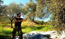 &Pi;ά&nu;&omega; &alpha;&pi;ό 450 &nu;έ&omicron;&iota; &alpha;&gamma;&rho;ό&tau;&epsilon;&sigmaf; &mu;&pi;&alpha;ί&nu;&omicron;&upsilon;&nu; &sigma;&tau;&eta;&nu; &pi;&alpha;&rho;&alpha;&gamma;&omega;&gamma;ή &sigma;&tau;&eta;&nu; &Pi;&epsilon;&lambda;&omicron;&pi;ό&nu;&nu;&eta;&sigma;&omicron;