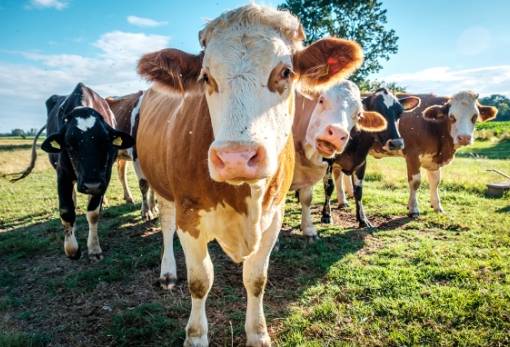 Ναι, το ρέψιμο της αγελάδας κάνει κακό στο περιβάλλον