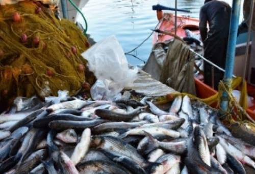 Καθηλωμένη η ψαριά στον Λακωνικό Κόλπο