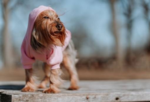 Είναι σωστό να βάλετε πουλόβερ στον σκύλο σας το χειμώνα;