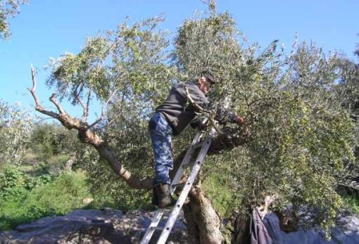 Κατάργηση του μονοπωλίου ασφάλισης στον ΕΛΓΑ ζητεί Λάκωνας