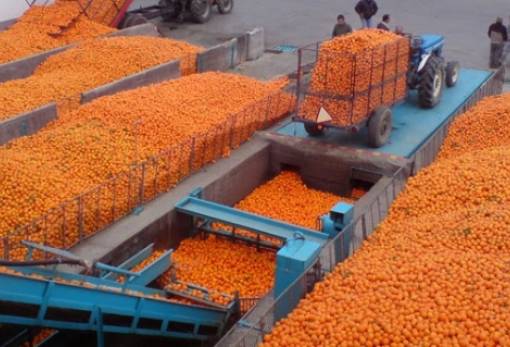 Αύξηση στη συνδεδεμένη ενίσχυση για το πορτοκάλι χυμοποίησης