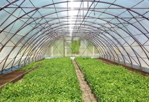 Παράταση αιτήσεων για θερμοκήπια και στέγαστρα φυτικής παραγωγής