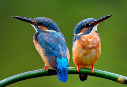 Και τα πουλιά «χωρίζουν» λόγω απιστίας ή «σχέσεων εξ αποστάσεως»
