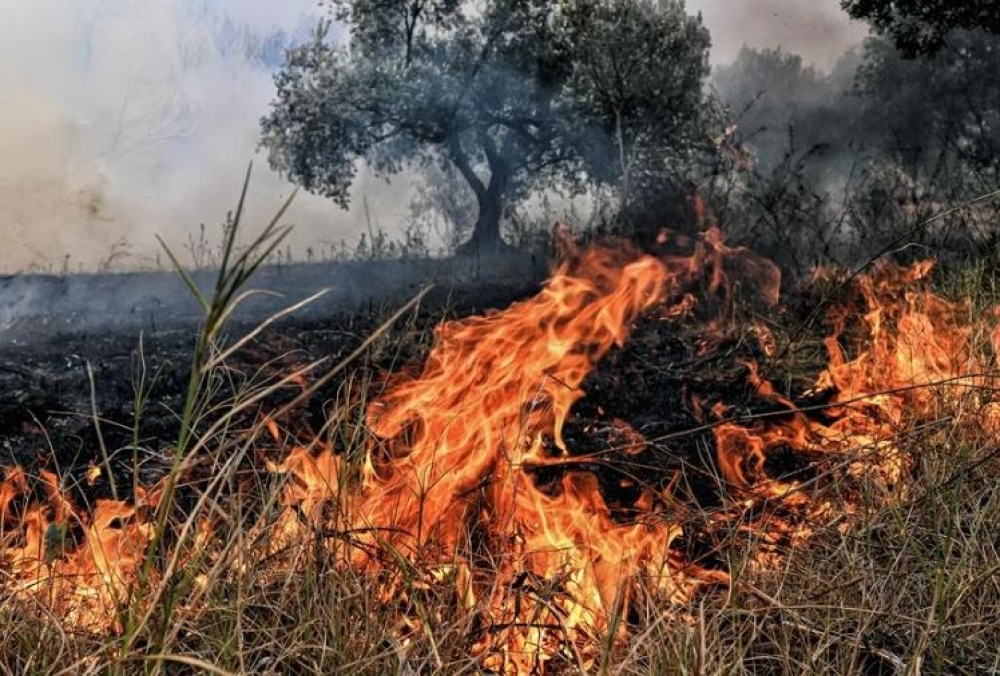 &Pi;&upsilon;&rho;ό&pi;&lambda;&eta;&kappa;&tau;&omicron;&iota; &epsilon;&lambda;&alpha;&iota;ώ&nu;&epsilon;&sigmaf;: &Tau;&iota; &iota;&sigma;&chi;ύ&epsilon;&iota; &gamma;&iota;&alpha; &delta;&eta;&lambda;ώ&sigma;&epsilon;&iota;&sigmaf; &kappa;&alpha;&iota; &epsilon;&nu;&iota;&sigma;&chi;ύ&sigma;&epsilon;&iota;&sigmaf;