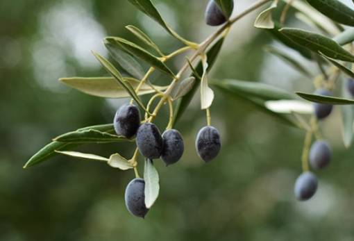 Εκτεταμένες ζημιές στην ελαιοκαλλιέργεια του Δ. Μονεμβασίας