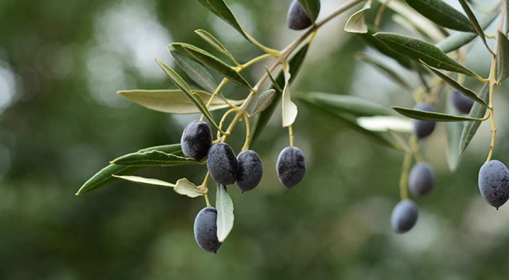&Epsilon;&kappa;&tau;&epsilon;&tau;&alpha;&mu;έ&nu;&epsilon;&sigmaf; &zeta;&eta;&mu;&iota;έ&sigmaf; &sigma;&tau;&eta;&nu; &epsilon;&lambda;&alpha;&iota;&omicron;&kappa;&alpha;&lambda;&lambda;&iota;έ&rho;&gamma;&epsilon;&iota;&alpha; &tau;&omicron;&upsilon; &Delta;. &Mu;&omicron;&nu;&epsilon;&mu;&beta;&alpha;&sigma;ί&alpha;&sigmaf;