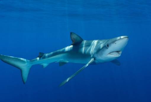 Η ανθρωπότητα εξοντώνει ογδόντα εκατομμύρια καρχαρίες κάθε χρόνο