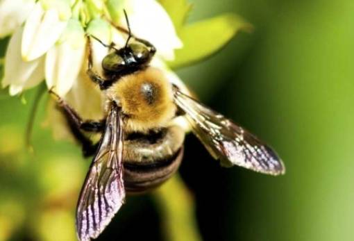Η κλιματική αλλαγή αναγκάζει τις μέλισσες να χτίζουν φωλιές το χειμώνα