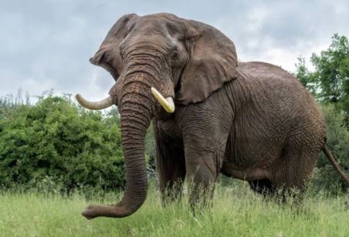 Το μυστικό της επιδεξιότητας των ελεφάντων: οι τρίχες στην προβοσκίδα τους λειτουργούν σαν «κεραίες»