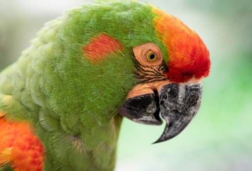 Ψιττάκωση: Πέντε νεκροί από «πυρετό των παπαγάλων» στην Ευρώπη