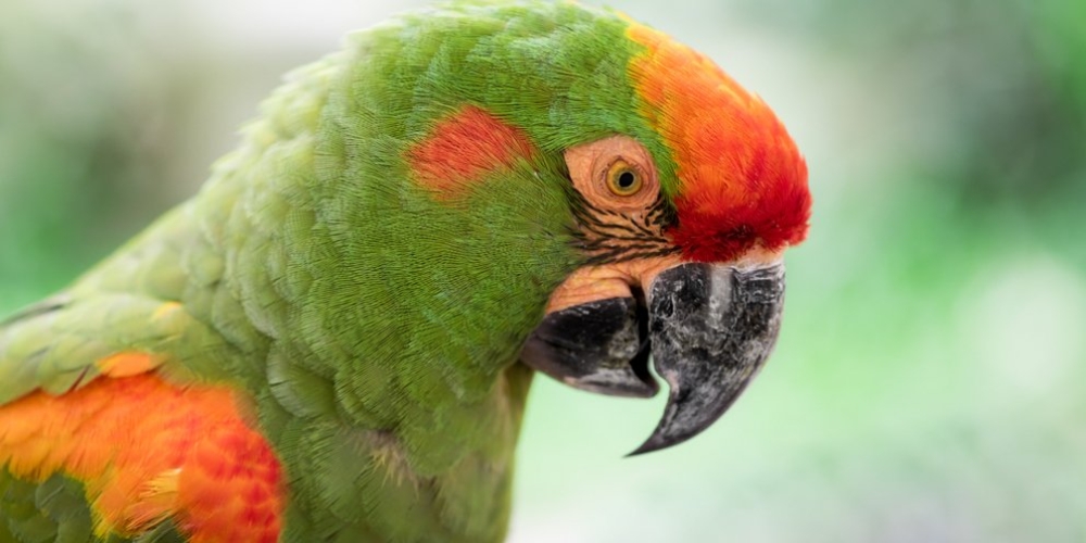 &Psi;&iota;&tau;&tau;ά&kappa;&omega;&sigma;&eta;: &Pi;έ&nu;&tau;&epsilon; &nu;&epsilon;&kappa;&rho;&omicron;ί &alpha;&pi;ό &laquo;&pi;&upsilon;&rho;&epsilon;&tau;ό &tau;&omega;&nu; &pi;&alpha;&pi;&alpha;&gamma;ά&lambda;&omega;&nu;&raquo; &sigma;&tau;&eta;&nu; &Epsilon;&upsilon;&rho;ώ&pi;&eta;