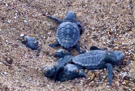 Ξεκίνησε η περίοδος εκκόλαψης των νεοσσών Καρέττα στην Πελοπόννησο