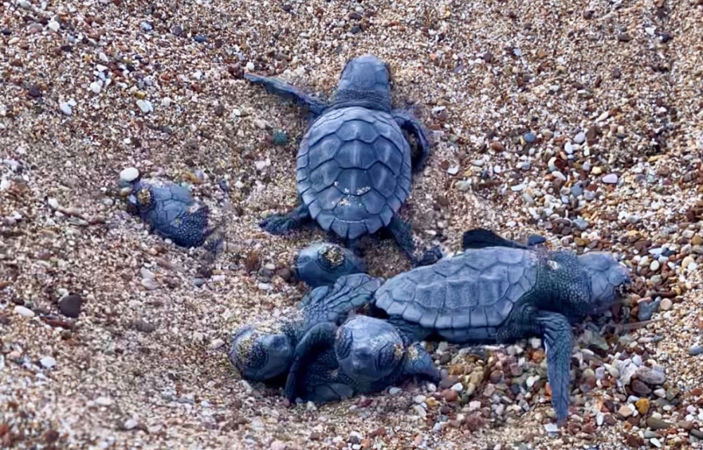 &Xi;&epsilon;&kappa;ί&nu;&eta;&sigma;&epsilon; &eta; &pi;&epsilon;&rho;ί&omicron;&delta;&omicron;&sigmaf; &epsilon;&kappa;&kappa;ό&lambda;&alpha;&psi;&eta;&sigmaf; &tau;&omega;&nu; &nu;&epsilon;&omicron;&sigma;&sigma;ώ&nu; &Kappa;&alpha;&rho;έ&tau;&tau;&alpha; &sigma;&tau;&eta;&nu; &Pi;&epsilon;&lambda;&omicron;&pi;ό&nu;&nu;&eta;&sigma;&omicron;