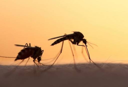 Κουνούπια χωρίς εποχές: Πώς η κλιματική αλλαγή επεκτείνει την εξάπλωσή τους και αυξάνει τους κινδύνους