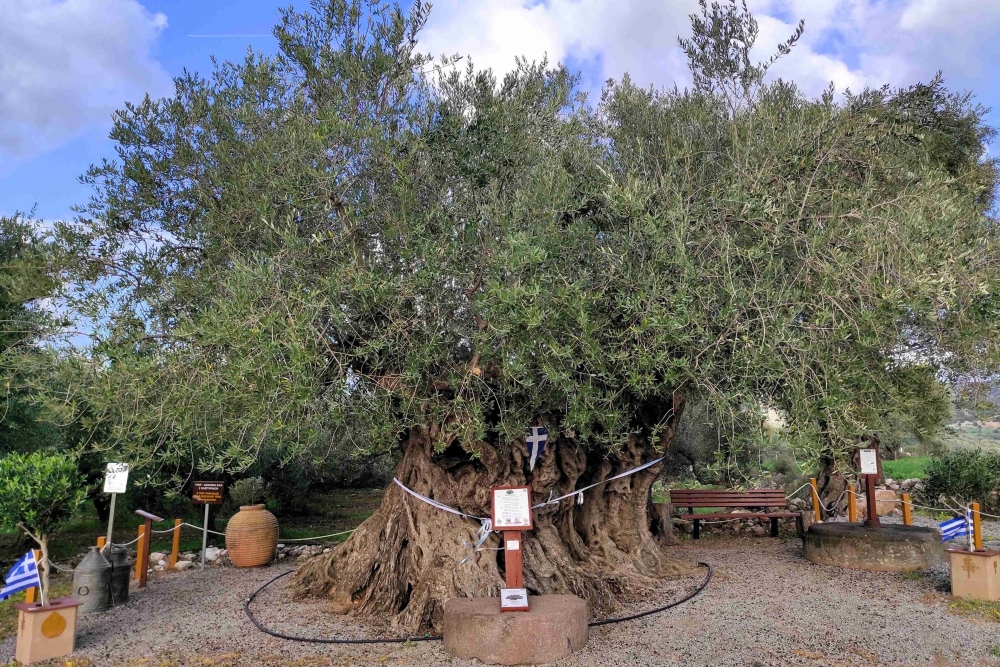 Ό&tau;&alpha;&nu; &eta; &iota;&sigma;&tau;&omicron;&rho;ί&alpha; &kappa;&alpha;&rho;&pi;&omicron;&phi;&omicron;&rho;&epsilon;ί: &Eta; &Gamma;&eta;&rho;&alpha;&iota;ό&tau;&epsilon;&rho;&eta; &Epsilon;&lambda;&iota;ά &tau;&eta;&sigmaf; &Pi;&epsilon;&lambda;&omicron;&pi;&omicron;&nu;&nu;ή&sigma;&omicron;&upsilon; &tau;&iota;&mu;ά &tau;&eta;&nu; &Pi;&alpha;&gamma;&kappa;ό&sigma;&mu;&iota;&alpha; &Eta;&mu;έ&rho;&alpha; &Epsilon;&lambda;&iota;ά&sigmaf;