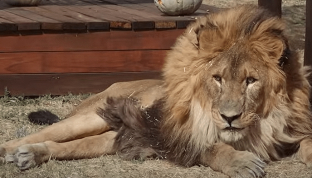 &Tau;&omicron; &laquo;&pi;&iota;&omicron; &mu;&omicron;&nu;&alpha;&chi;&iota;&kappa;ό &lambda;&iota;&omicron;&nu;&tau;ά&rho;&iota; &tau;&omicron;&upsilon; &kappa;ό&sigma;&mu;&omicron;&upsilon;&raquo; &epsilon;&pi;έ&sigma;&tau;&rho;&epsilon;&psi;&epsilon; &sigma;&tau;&eta;&nu; ά&gamma;&rho;&iota;&alpha; &phi;ύ&sigma;&eta;