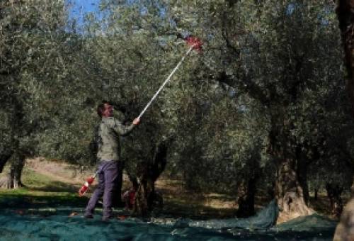 Αγροτική παραγωγή: Οι ιδιοκτήτες «ενοικιαστές στην περιουσία τους»