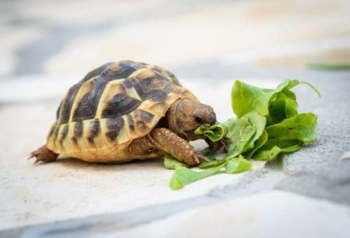 Χνουδωτές διαδρομές: Χελώνα κατοικίδιο