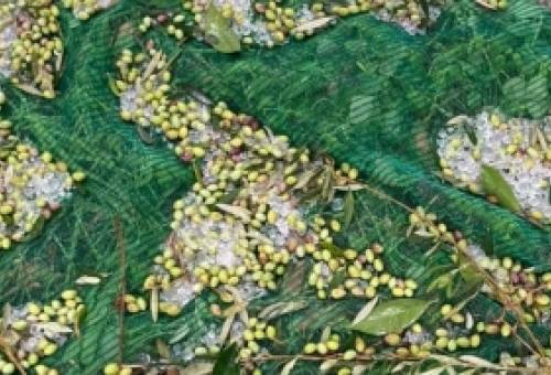 Πλήγμα για τους ελαιοπαραγωγούς το πρωινό χαλάζι της Πέμπτης (ΦΩΤΟ)