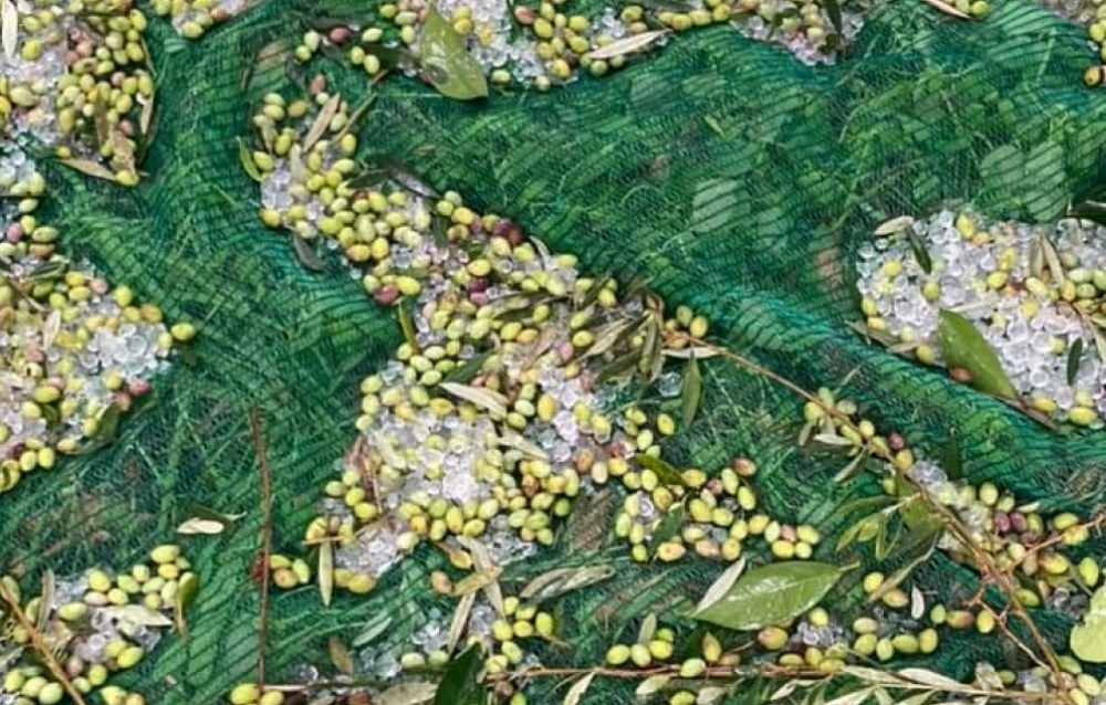 &Pi;&lambda;ή&gamma;&mu;&alpha; &gamma;&iota;&alpha; &tau;&omicron;&upsilon;&sigmaf; &epsilon;&lambda;&alpha;&iota;&omicron;&pi;&alpha;&rho;&alpha;&gamma;&omega;&gamma;&omicron;ύ&sigmaf; &tau;&omicron; &pi;&rho;&omega;&iota;&nu;ό &chi;&alpha;&lambda;ά&zeta;&iota; &tau;&eta;&sigmaf; &Pi;έ&mu;&pi;&tau;&eta;&sigmaf; (&Phi;&Omega;&Tau;&Omicron;)