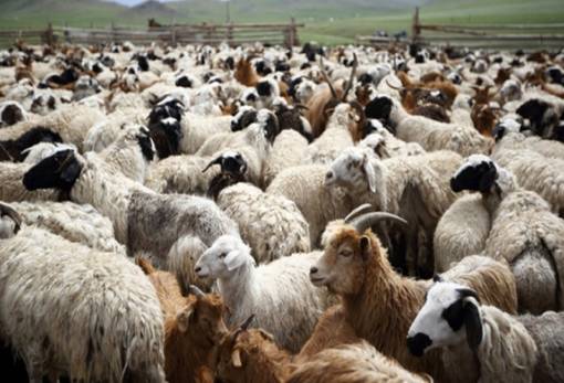 Απαγορευτικό στη μετακίνηση αιγοπροβάτων στην Πελοπόννησο