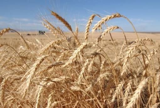 FAO: Στα ίδια επίπεδα με πέρυσι η παγκόσμια παραγωγή δημητριακών