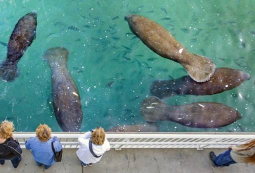 Γιατί οι θαλάσσιες αγελάδες λατρεύουν τους σταθμούς ηλεκτροπαραγωγής